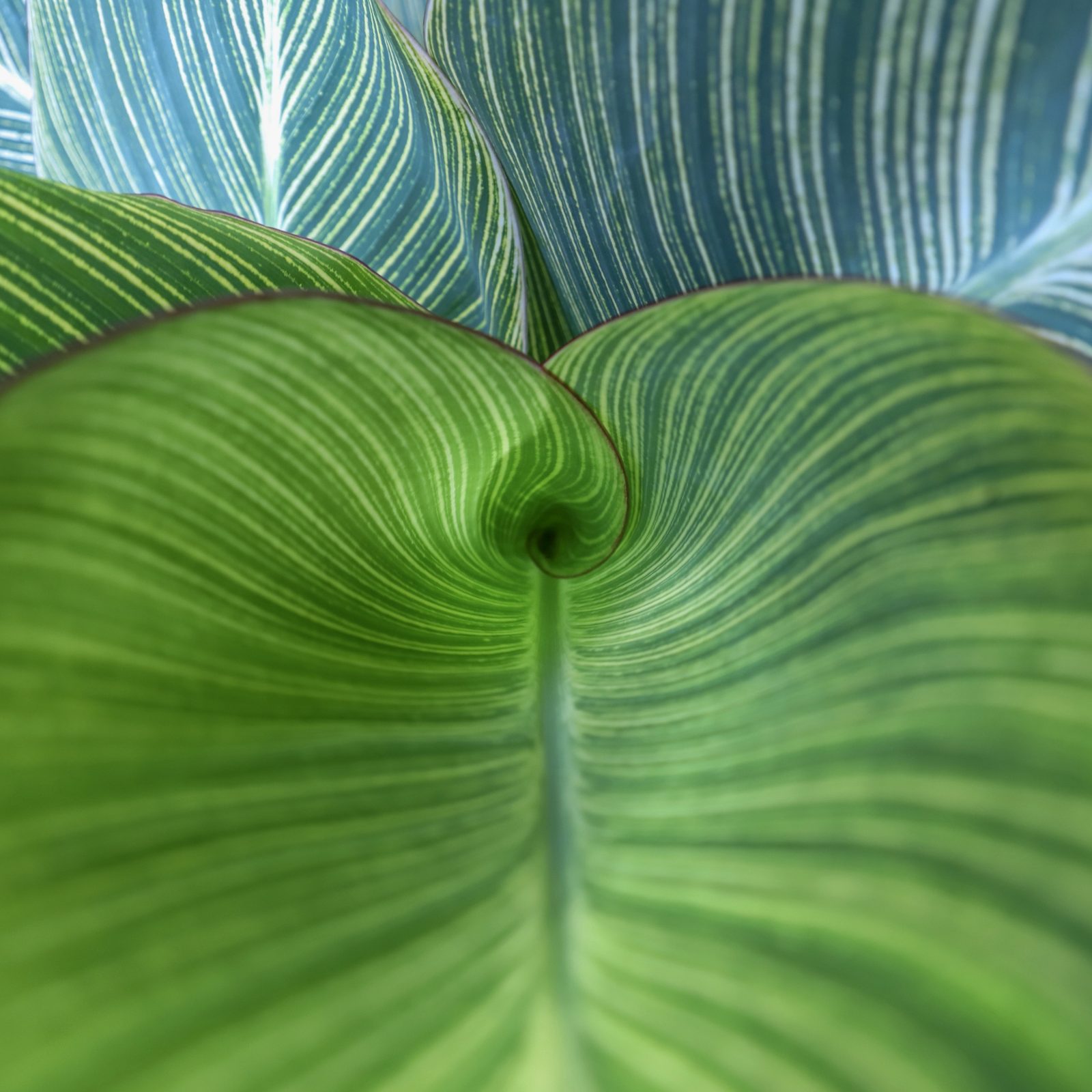 Awesome shot of a plant spiral